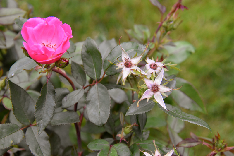 pretty-rose-blossoms-and-spent-rose-blossoms