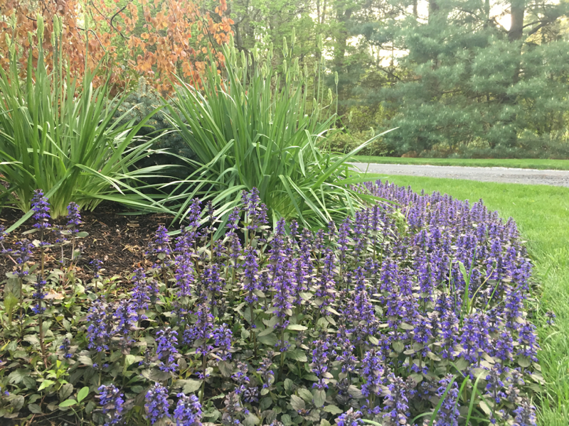 purple-spires-atop-Ajuga-Chocolate-Chip