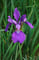 How to Divide Siberian Irises