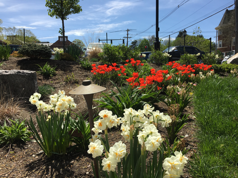 Spring flowering bulbs are totally worth the fall planting effort! 