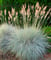 How to Divide Ornamental Grasses