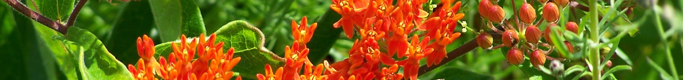 Butterfly-Weed-Banner.jpg