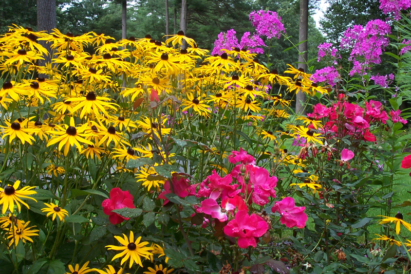 Boxing-Garden-Knock-Out-Roses-squares-off-with-Black-Eyed-Susans