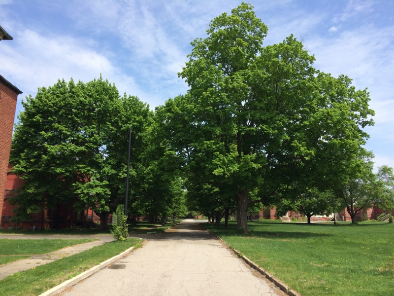 Legacy Trees-Tree lined roadway at the Medfield State Hospital