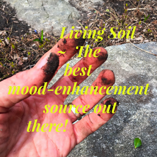 Living-Soil-Enhances-Mood