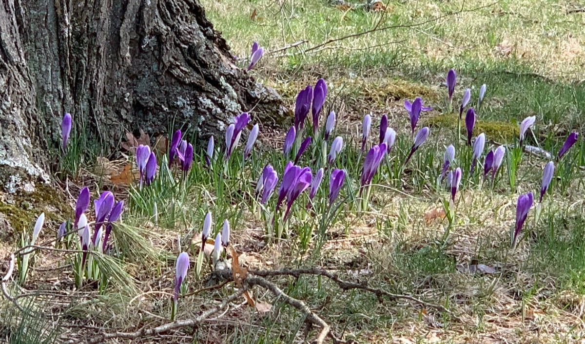 Nature-emerges-with-hopeful-energy-and-beauty-year-after-year