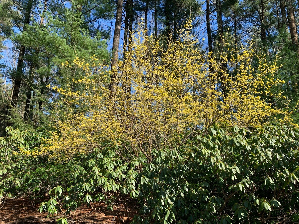 Plant diversity brings us to a state of joy and hope