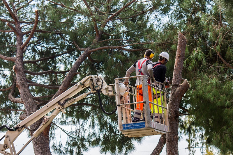 The 411 on Tree Conservation By-Laws