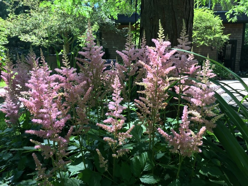 How to Deadhead an Astilbe