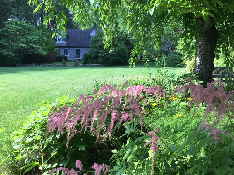 Astilbe Ostrich Plume in Bloom