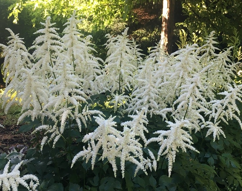 How to Deadhead an Astilbe