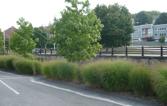 ornimental grasses in summer landscapes ornimental grasses in summer landscapes
