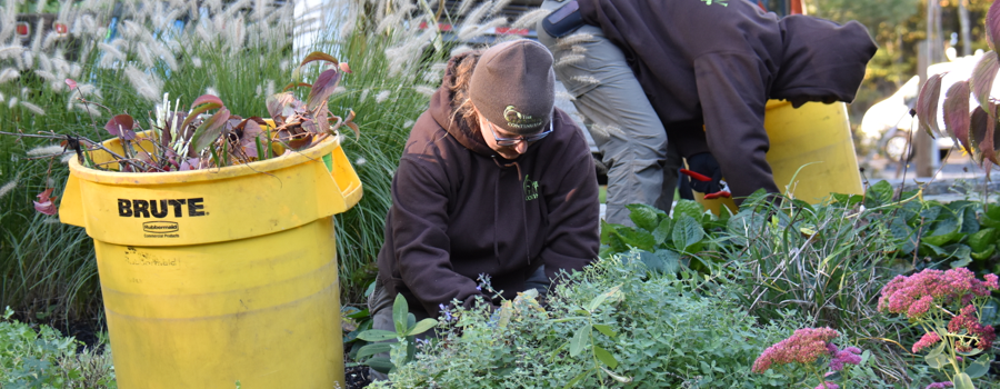 fin-gardening-getting-in-the-dirt