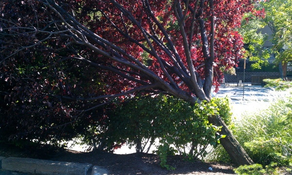 How to Straighten a Damaged Ornamental Tree