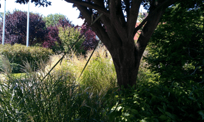 How to Straighten a Damaged Ornamental Tree