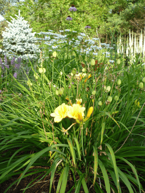 hemerocallis-stella-doro-seed-pods-july-2011-resized-600-1