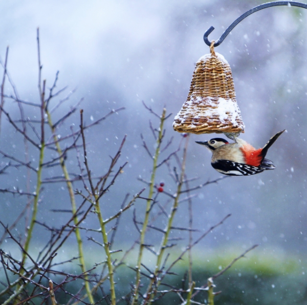 woodpecker_(snow_&_feeder)-resized-600