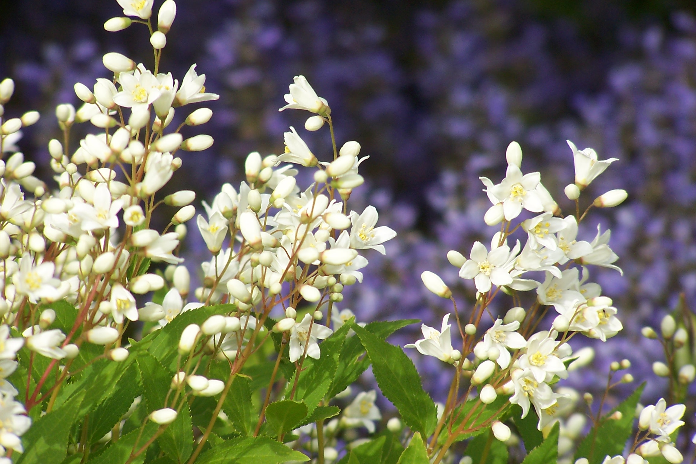 How to plant a shrub - Landscape Tips Field Videos