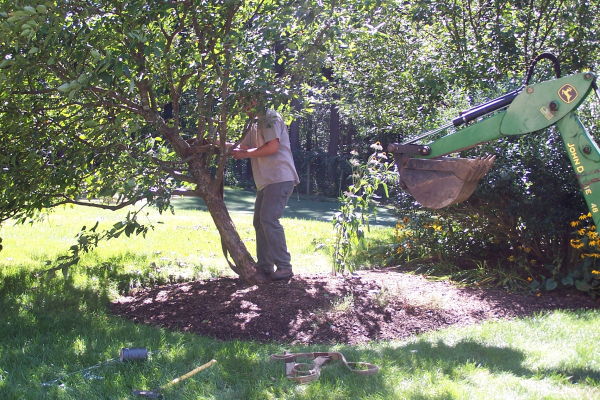 How to Straighten a Damaged Ornamental Tree