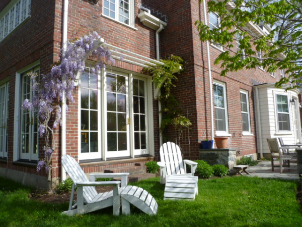 Vines - Wisteria blossoming in May