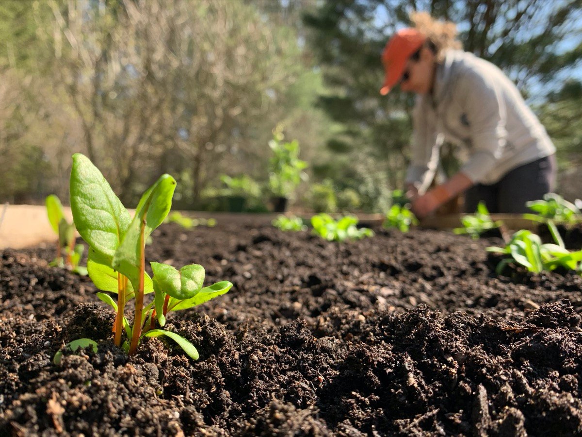 How 2020 Encouraged Every Homeowner to Become an Empowered Gardener