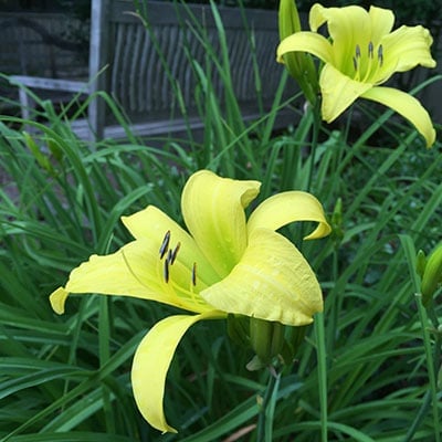 Perennials - How to deadhead a Daylily