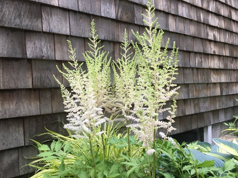 How to Deadhead an Astilbe