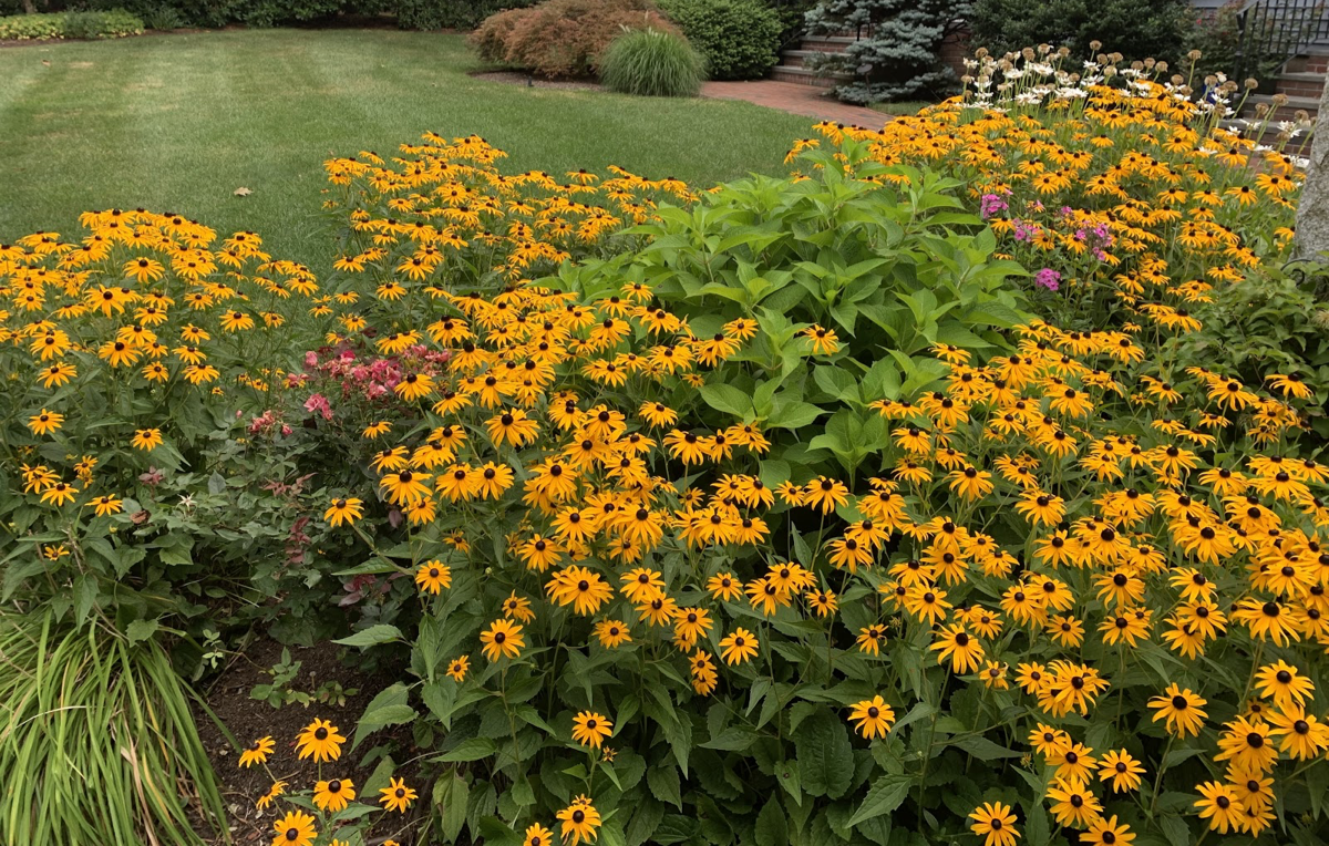 Choose the Right Plant for the Right Place in Your Landscape