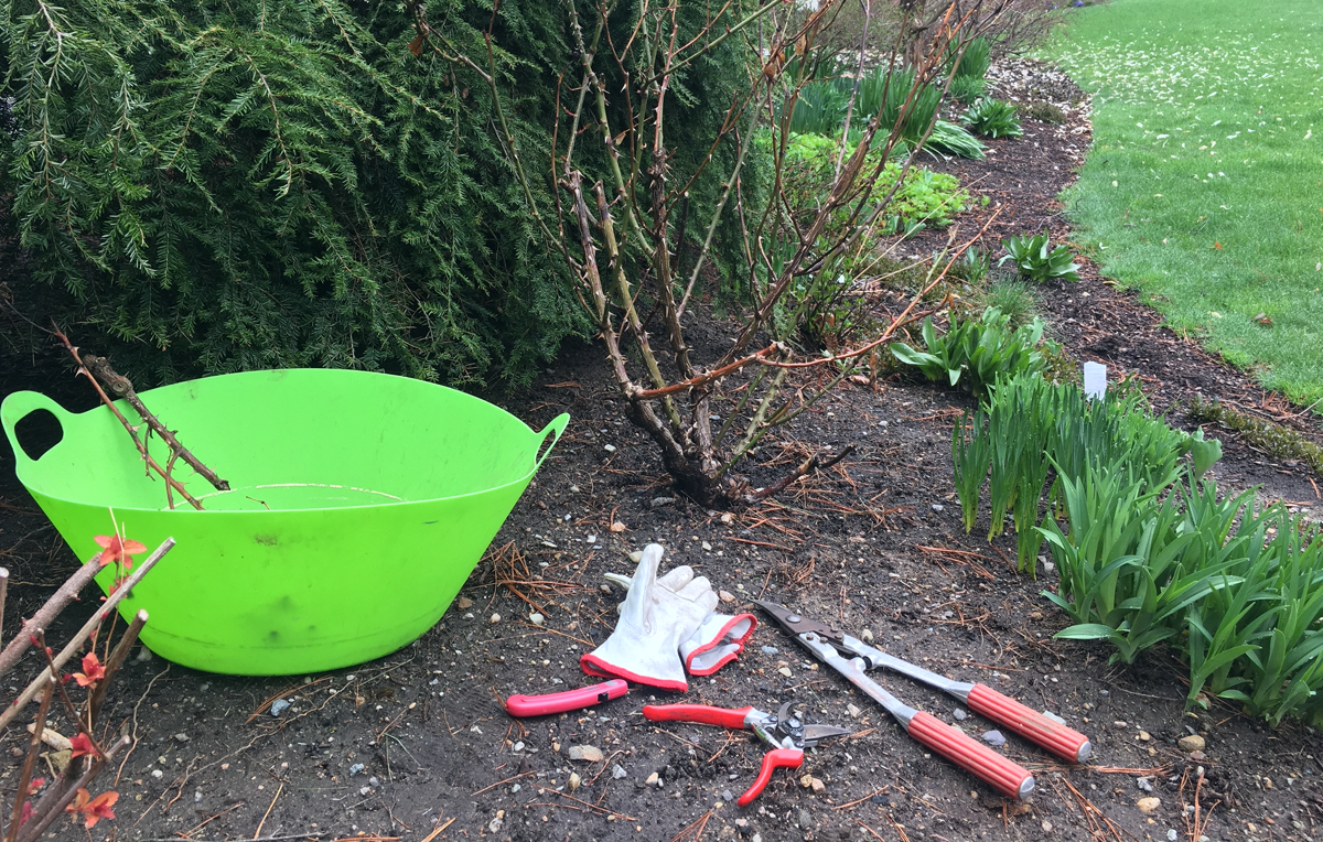 How to Prune your Knock Out and Drift Roses