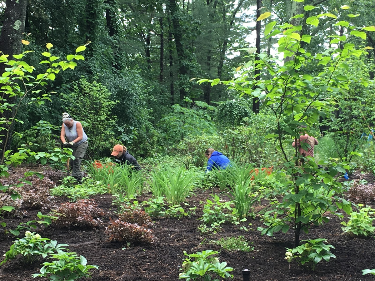 The no-nonsense guide to weeding your garden easily - The Middle