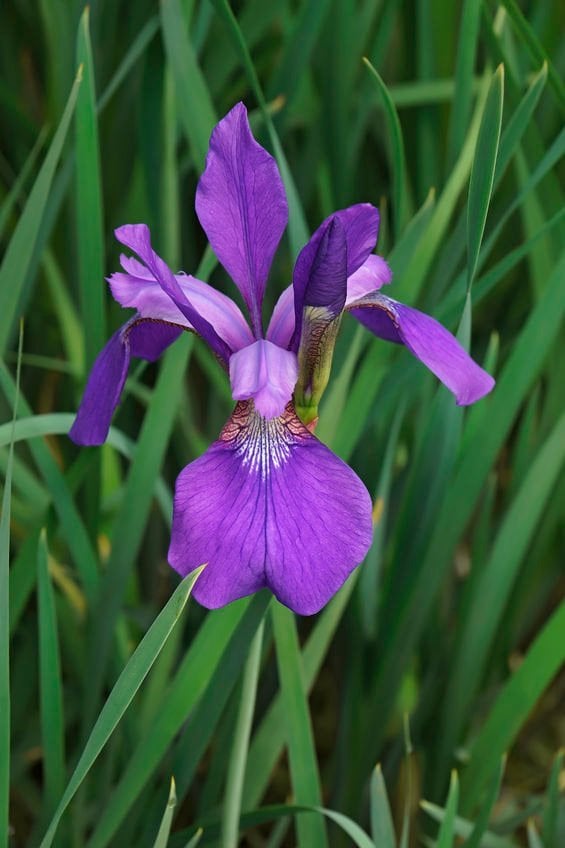 How to Divide Siberian Irises