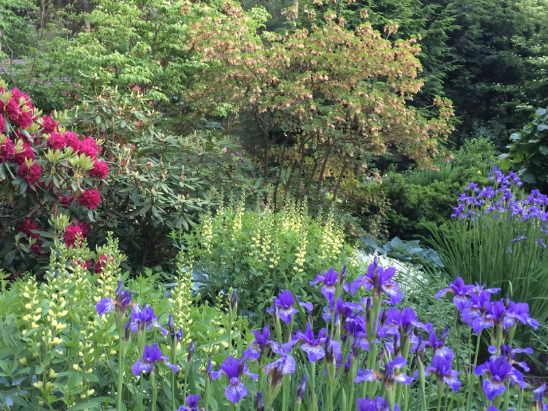 Garden Editing: A great way to re-invigorate your landscape