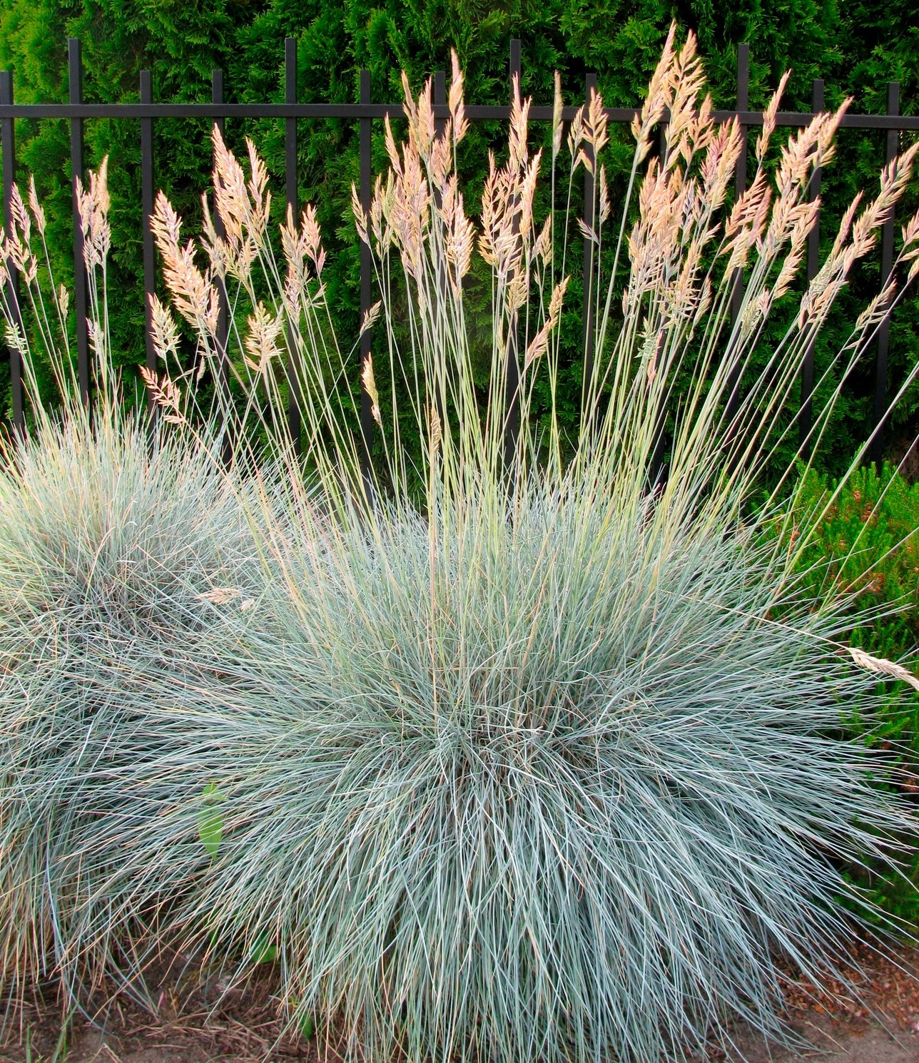 How to Divide Ornamental Grasses