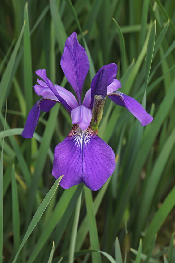 How to Divide Siberian Irises
