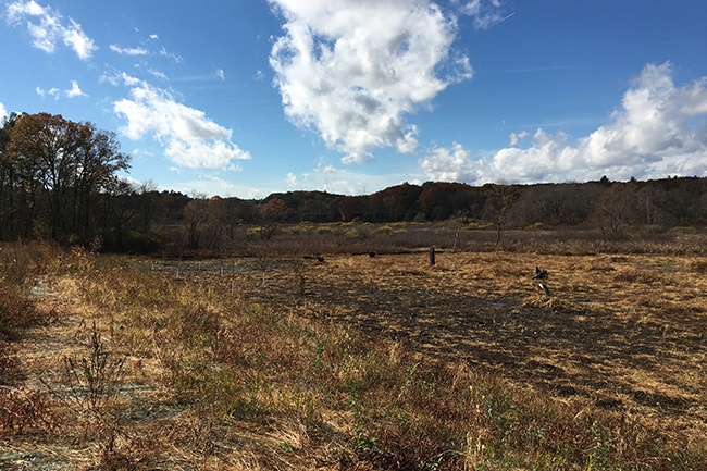 Environmental Restoration Landscapes