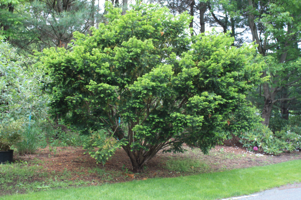Landscape Field Videos: How to Prune a Yew
