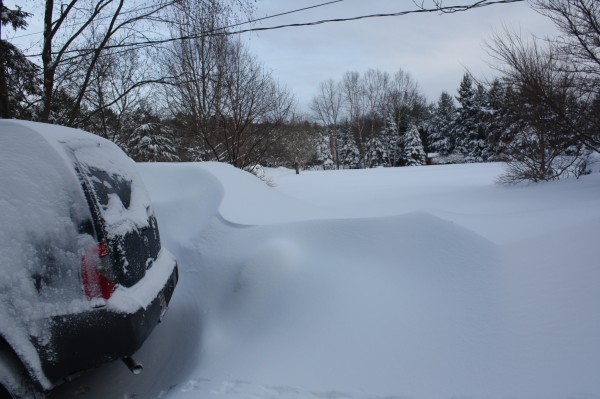 Winter Garden Interest: A New Way to See the Landscape