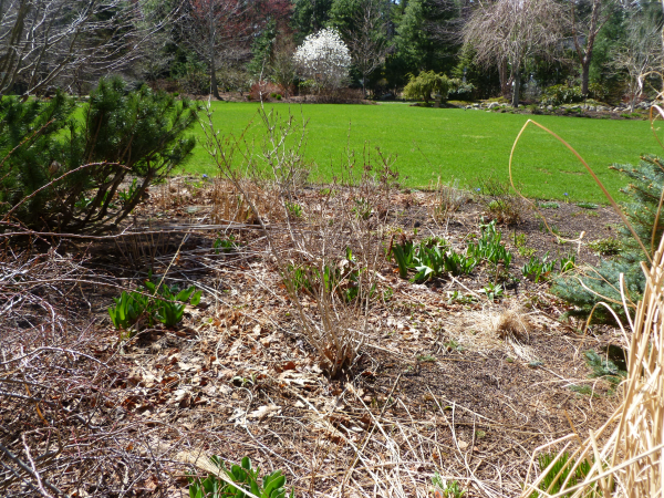 5 Must Do Landscape Tasks for the Spring Garden
